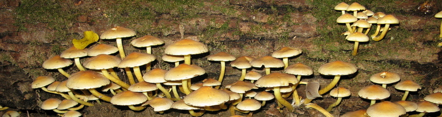 Alle paddenstoelen zijn eetbaar. Weliswaar zijn er paddenstoelen die je maar één keer kunt eten.